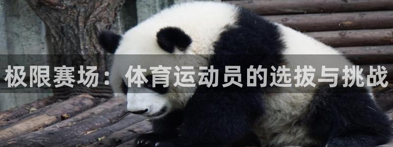 qy球友会体育网址